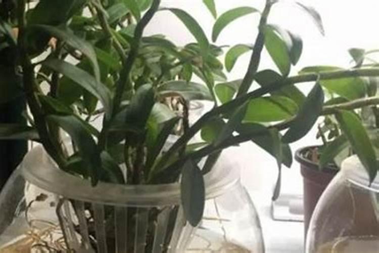 白兰花施什么肥最好