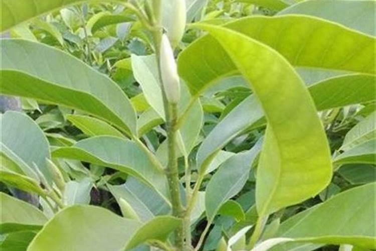 白兰花用什么肥料最好(白兰花怎么施肥长得快开花多)