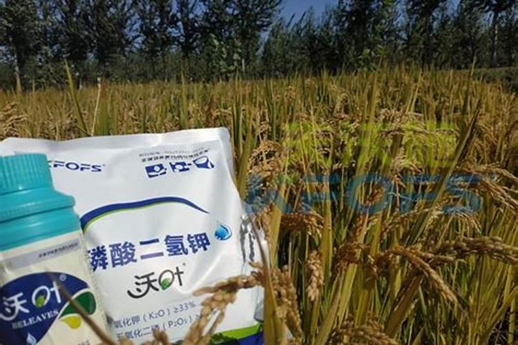 叶面肥磷酸二氢钾使用方法
