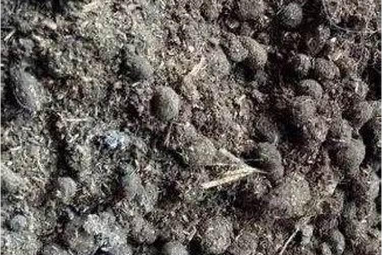 广东丝瓜刚刚结瓜施什么肥好