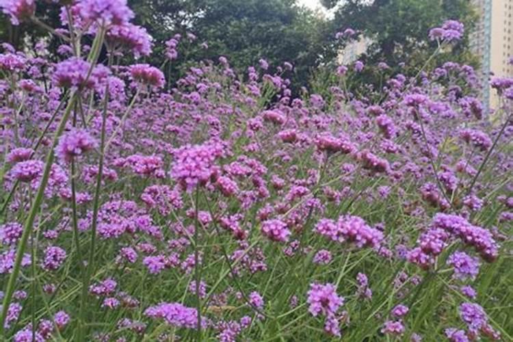 求沙湾饮食文化