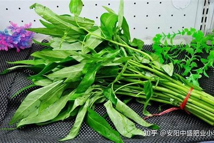 海口哪里肥料批发