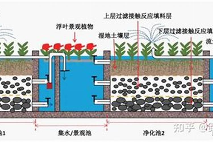 月季高温如何度夏