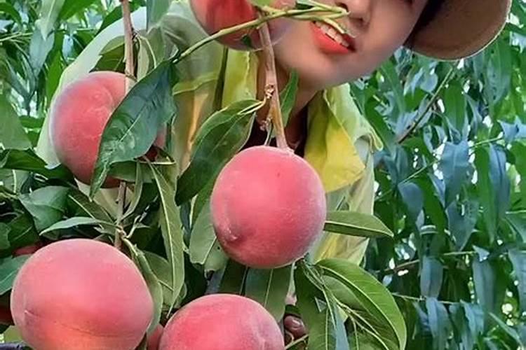 种油菜用什么肥料