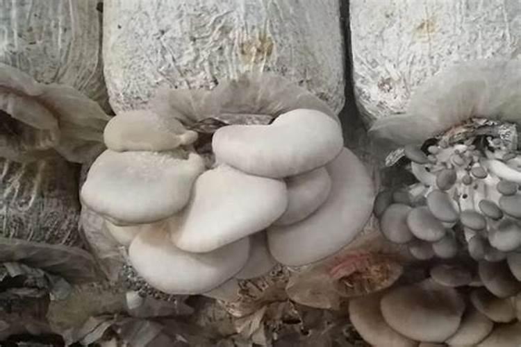 蒲公英怎么种植？