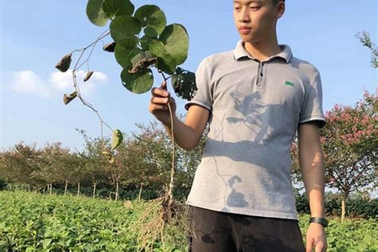 空心菜浇水的正确方法