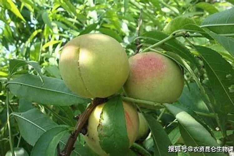 地瓜怎么栽高产 施什么肥合适