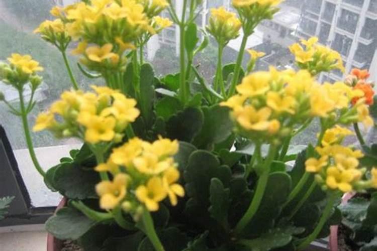 郑州大化三羽复合肥怎样