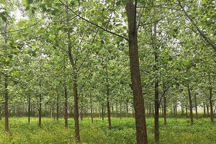 向日葵用什么肥料好