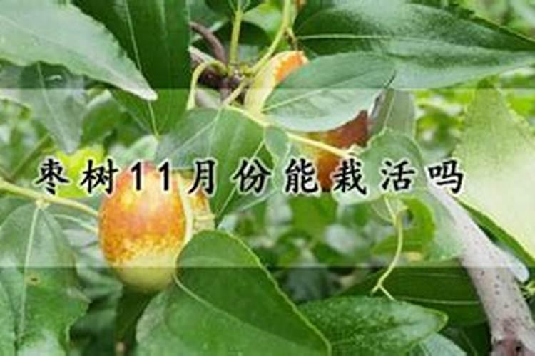 枣树什么时间施钾肥好