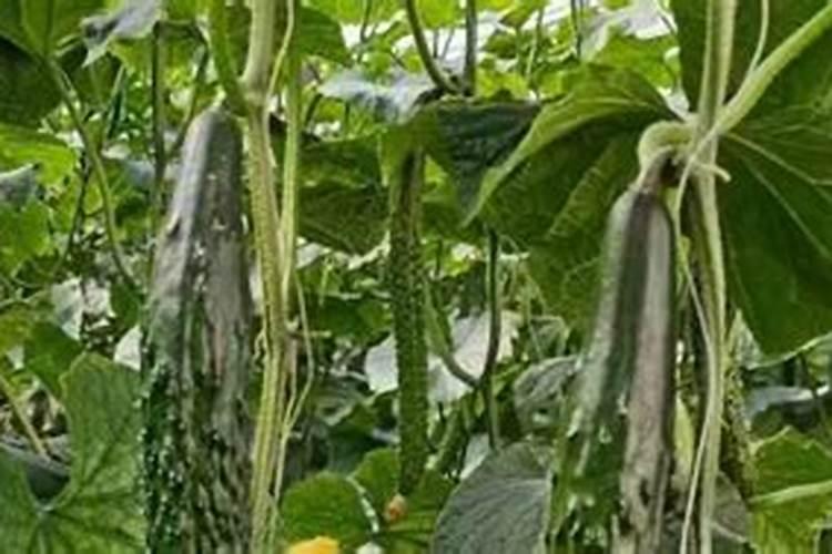 种植高产菠萝的施肥技巧有哪些？