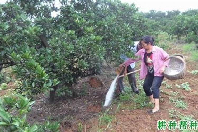 氮肥的使用与注意事项