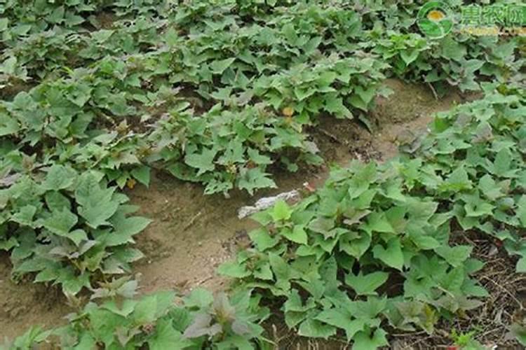 如果想要让红薯高产,那选择哪种肥料最好？