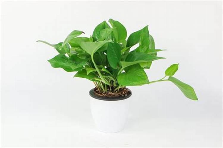 请问小麦这时(灌浆期)打蚜虫用哪些药好？