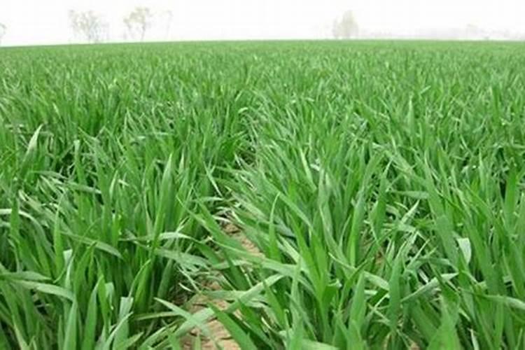 怎样把尿素转换成硝酸铵？