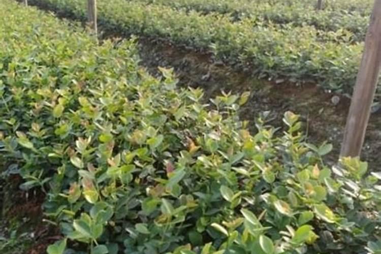 油茶低改合理施肥方法