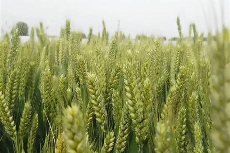 小香葱施什么肥料长得粗壮