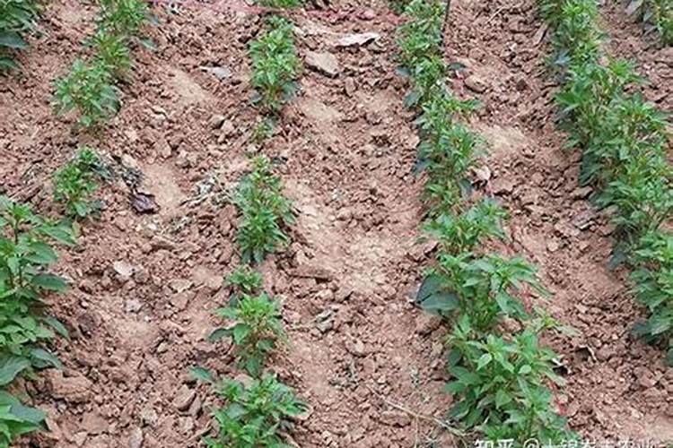 盆栽蓝莓的种植和养护方法