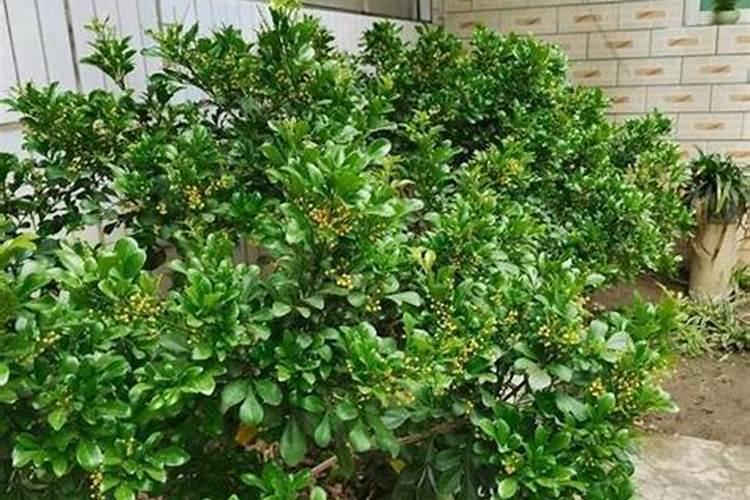 米兰花用什么肥料最好,鸡蛋壳可以吗,多久用一次