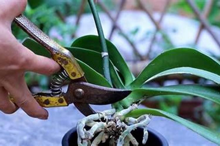蝴蝶兰根没坏,但叶片从径部快速发黄怎么办？