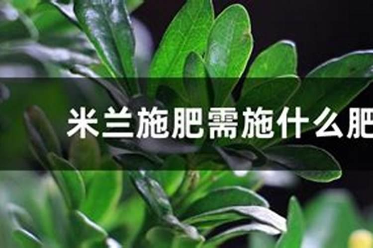 米兰施肥方法和注意事项米兰如何施肥