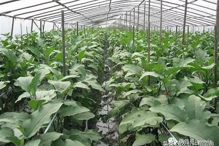 菜园种菜如何施肥