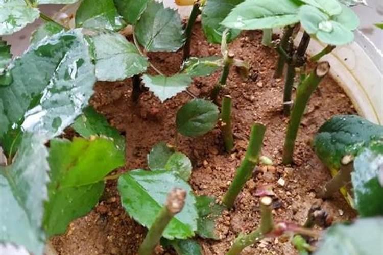 长寿花用的肥料能不能用来给蔬菜施肥？