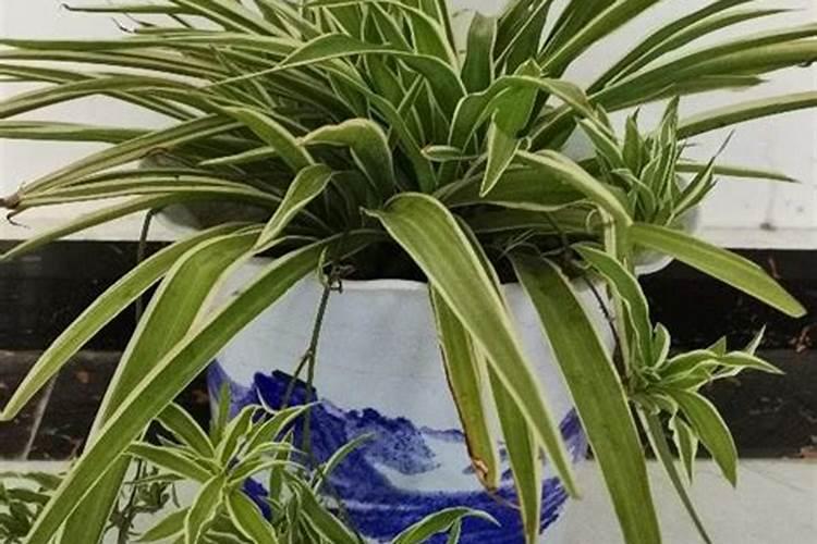 含有钾的水溶肥都有哪些种类