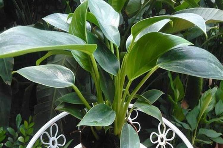 葡萄转色期用高磷肥能行不