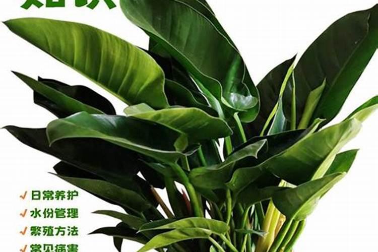 微量元素水溶肥多久用一次 微量元素水溶肥料的适用作物和使用方法百 ...