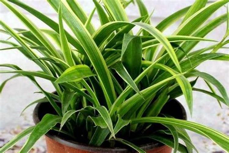 西瓜移栽后几天可以施肥