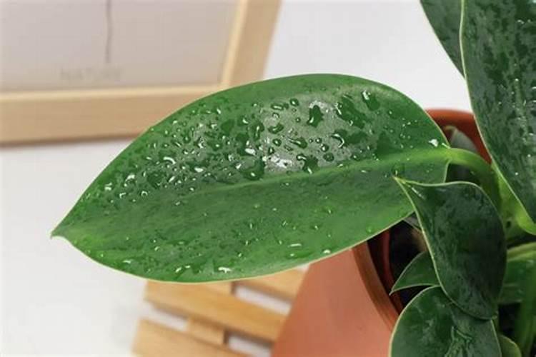 沃柑用什么肥最旺盛