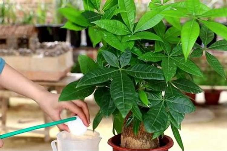 波斯菊白粉病 有什么土办法