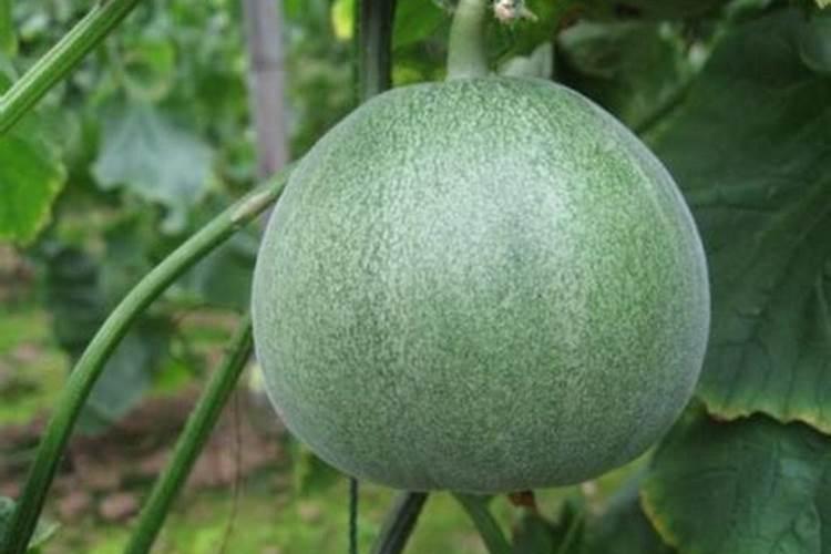 香瓜施什么肥料最好