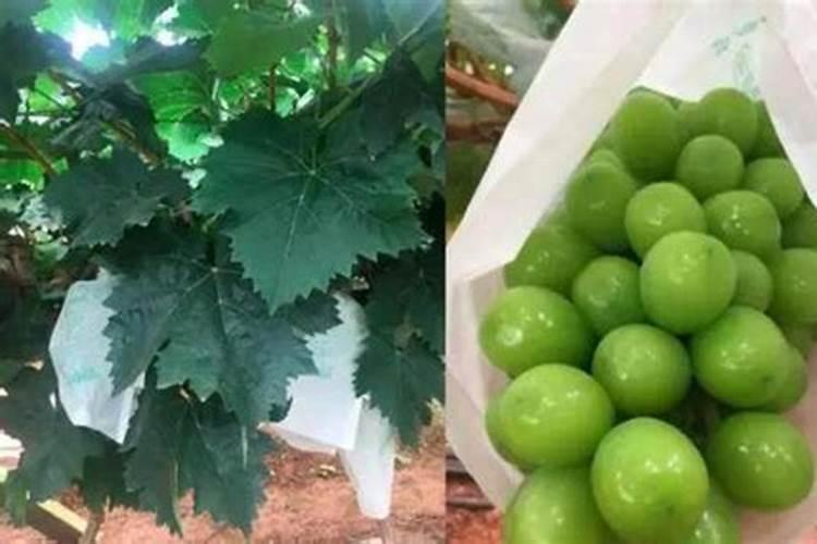 香瓜夏天怎么浇水香瓜夏天如何浇水