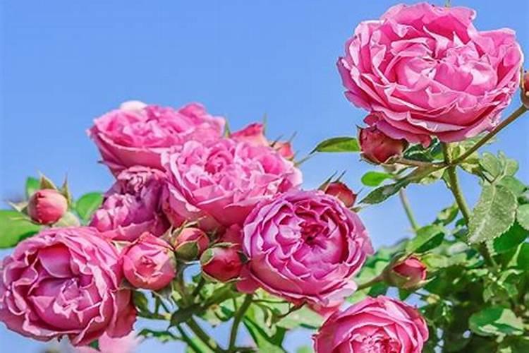 化学元素手册·磷·(27)P35