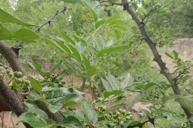 花椒叶面肥多久打好