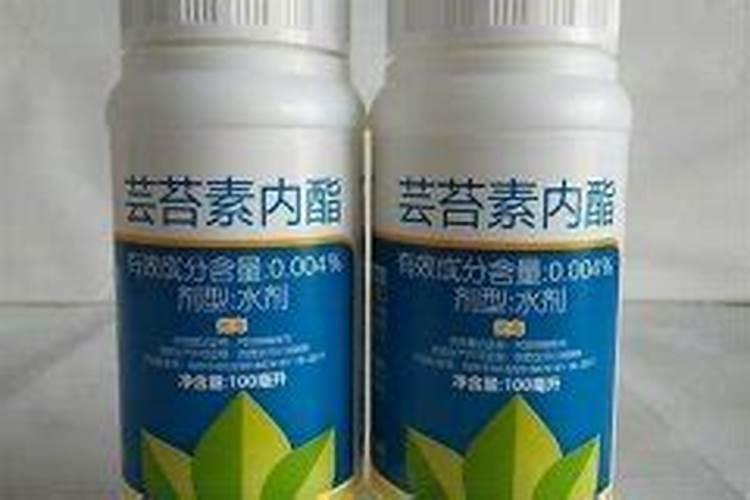 桉树用什么肥料最好