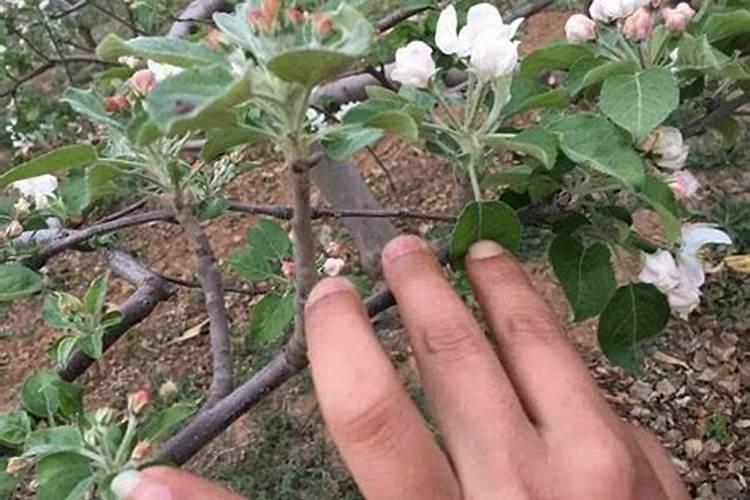 什么肥可促进花芽分化