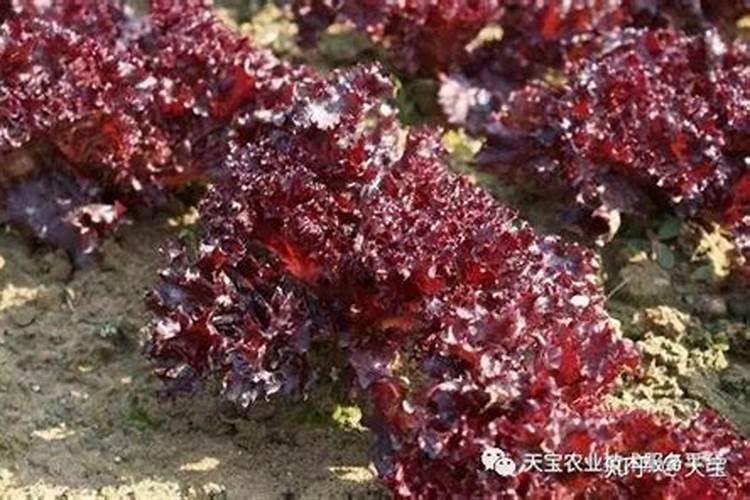 醋里的山梨酸钾是什么意思