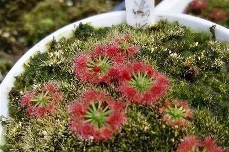 木钙木钙(木质素磺酸钙)