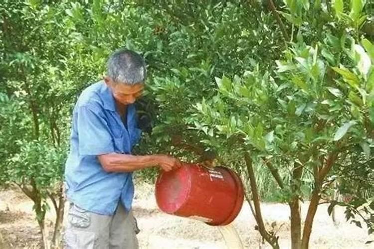 核桃树施肥方法与时间,核桃施肥注意事项