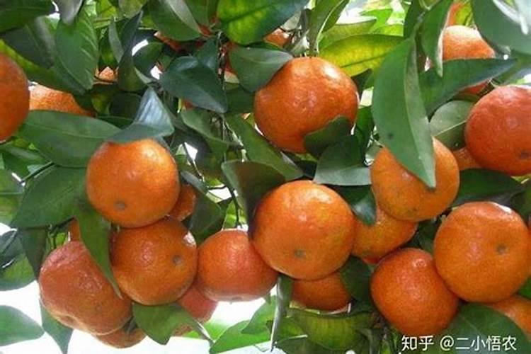 怎么施肥让沙糖桔膨果快(沙糖桔什么时候施膨果肥)