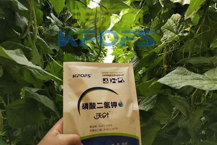 豆角结荚期怎样施肥