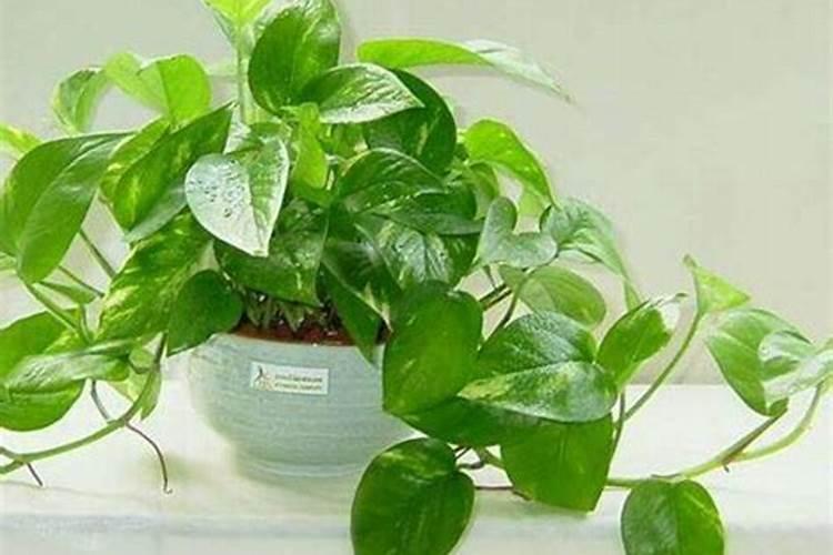 钾肥的制作方法