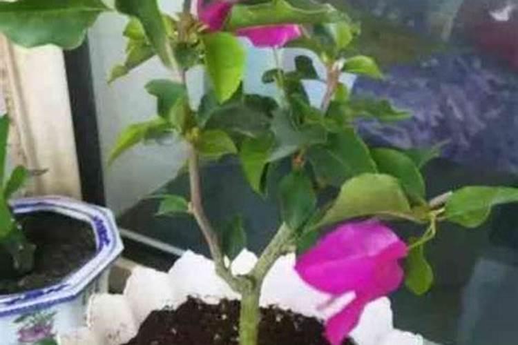 人渣scum生病了怎么解决人渣scum怎么补全身体矿物质