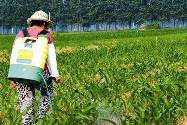 水溶肥在果树上几天能吸收