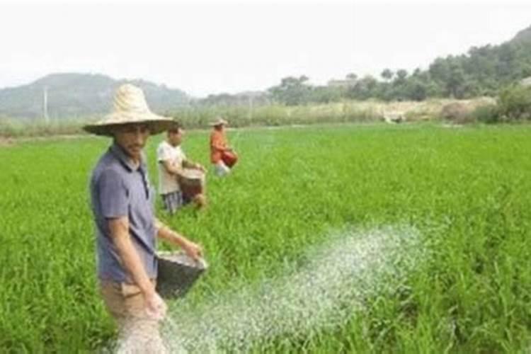 葡萄10年苗是淘汰苗吗