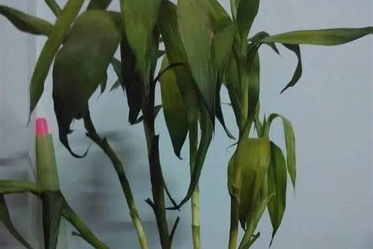 花生麸可以直接埋土吗