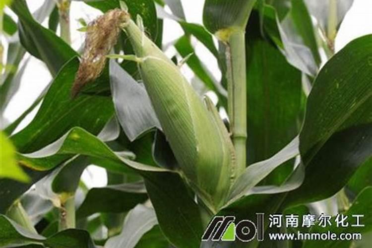 科学的施用肥可以提高果树产量,果树如何施用微量元素肥？